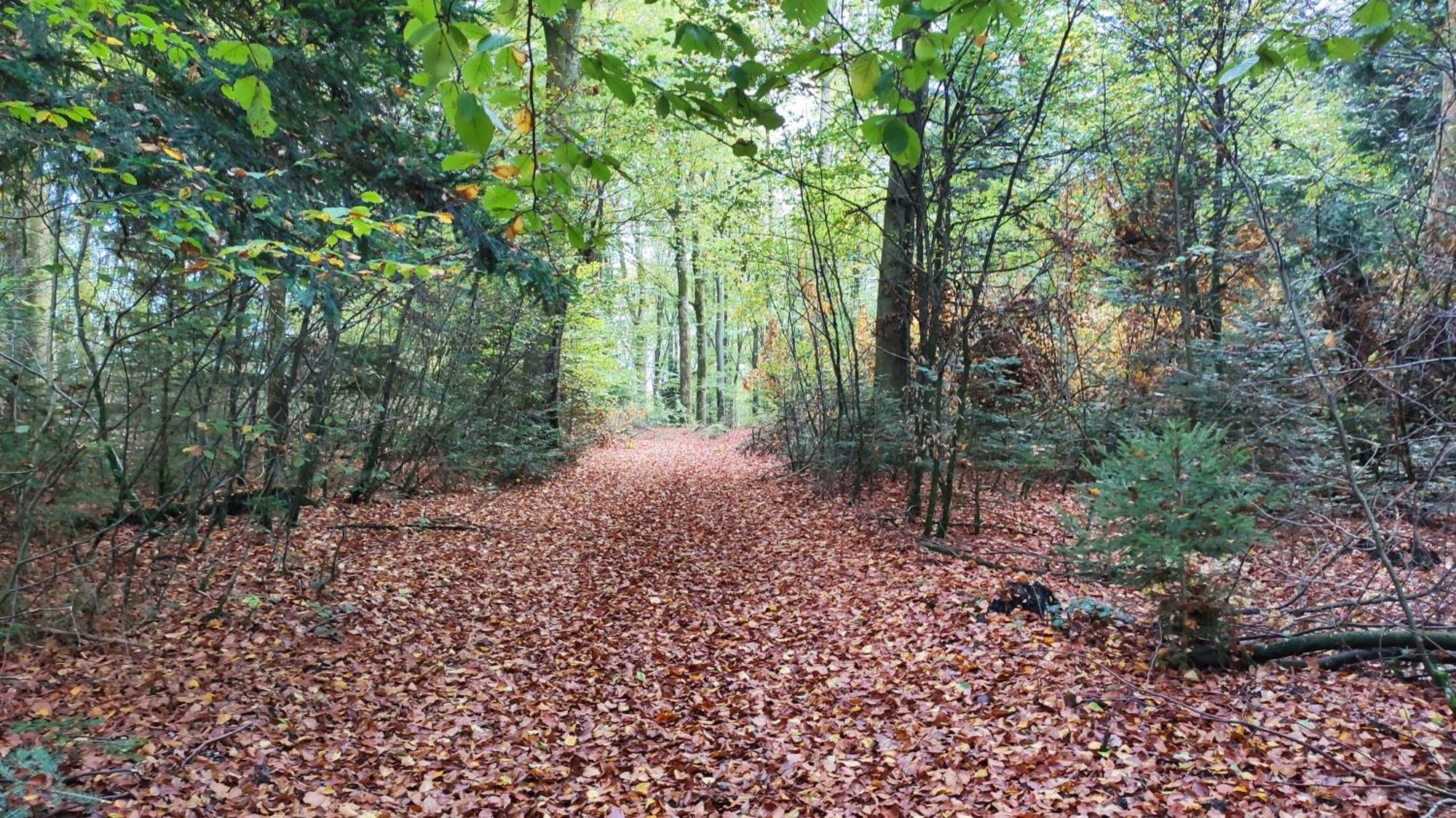Spacieux Duplex Tout Confort A 200M Des Thermes De Bains-Les-Bains Dans Les Vosges Exteriör bild